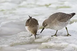 Dunlin (Calidris alpina) and Knot (Calidris canuta) two adults, winter plumage, feeding on snow, Norfolk, England