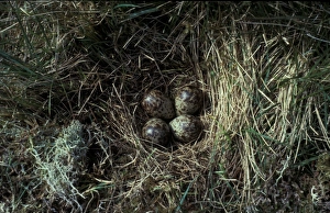 Sandpiper Prints: Dunlin (Calidris alpina) Nest and four Eggs