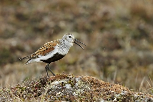Sandpiper Prints: Dunlin (Calidris alpina sakhalina) adult male