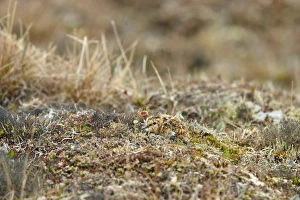 Sandpiper Prints: Dunlin (Calidris alpina sakhalina) chick