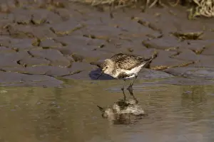 Calidris Prints: Dunlin summer plumage, western Europe rate (schinzii)