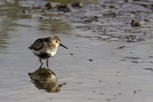 Dunlin summer plumage, western Europe rate (schinzii)