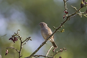 Sparrow Prints: Dunnock on hawthorn tree