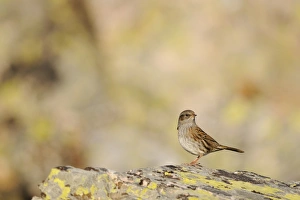 Dunnock (Prunella modularis) adult, standing on rock, Spain, september
