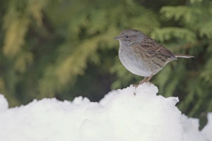 Dunnock (Prunella modularis) adult, standing in snow covered garden, Chirnside, Berwickshire, Scotland, december