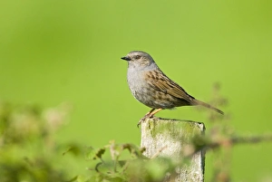 Dunnocks Prints: Dunnock (Prunella modularis) adult, perched on post, Kent, England, spring