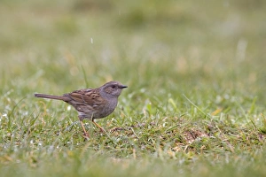 Dunnock (Prunella modularis) adult, standing on garden lawn, in falling snow, Bentley, Suffolk, England, april