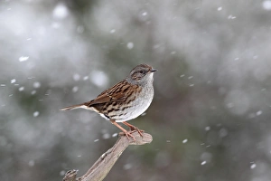 Dunnock (Prunella modularis) adult, perched on branch during snowfall, Warwickshire, England, January