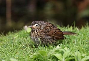 Disease Prints: Dunnock (Prunella modularis) immature