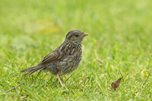 Lawns Prints: Dunnock (Prunella modularis) juvenile, foraging on garden lawn, Warwickshire, England, may