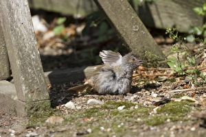 Sparrow Prints: Dunnock sunbathing below bird table