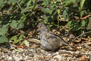 Sparrow Prints: Dunnock sunbathing on woodland edge
