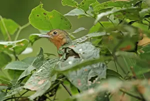 Panamanian Prints: Dusky Antbird (Cercomacra tyrannina tyrannina) adult