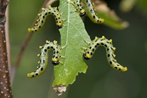 Dusky birch sawfly, Craesus latitarsus, larvae on the leaves on a young silver birch tree, Betula pendula, Berkshire