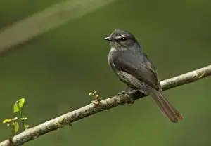 Rainforest Prints: Dusky-blue Flycatcher (Muscicapa comitata aximensis) adult