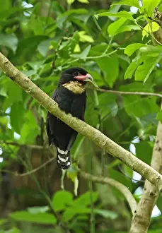 Dusky Broadbill (Corydon sumatranus laoensis) adult, with leaf in beak, perched on branch, Kaeng Krachan N. P
