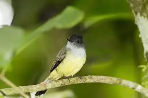 Equatorial Prints: Dusky-capped Flycatcher (Myiarchus tuberculifer) adult