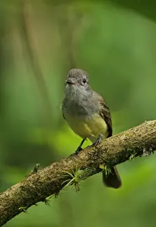 Dusky-capped Flycatcher (Myiarchus tuberculifer nigricapillus) adult, perched on branch, Canopy Lodge, El Valle