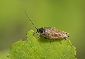 Rumania Prints: Dusky Cockroach (Ectobius lapponicus) adult male, resting on leaf, Romania, June