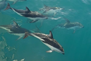 Leaping Prints: Dusky Dolphin (Lagenorhynchus obscurus) pod