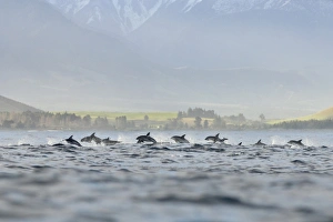 Dusky Dolphin (Lagenorhynchus obscurus) pod, porpoising, Kaikoura, South Island, New Zealand