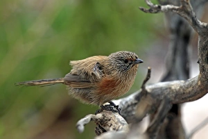 Northern Territory Prints: Dusky Grasswren (Amytornis purnelli) adult