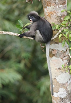 Kaeng Krachan Prints: Dusky Leaf Monkey (Trachypithecus obscurus) adult