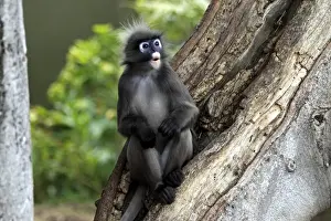Dusky Leaf Monkey (Trachypithecus obscurus) adult male, sitting on tree trunk (captive)