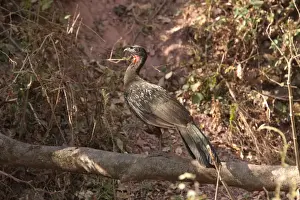 Dusky-legged Guan (Penelope obscura bridgesii) Yungas Guan, adult, walking on log, San Salvador de Jujuy, Jujuy, Argentina, july