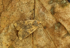 Noctuids Prints: Dusky-lemon Sallow (Xanthia gilvago) adult, resting on leaf, Norfolk, England, October