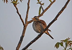Dusky Thrush (Turdus eunomus) adult male, feathers fluffed up after preening, perched on branch, Beidaihe, Hebei, China, may