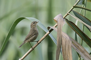 Marshlands Prints: Dusky Warbler (Phylloscopus fuscatus) adult