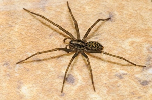 Indoor Prints: Dustbunny Spider (Tegenaria atrica) adult female