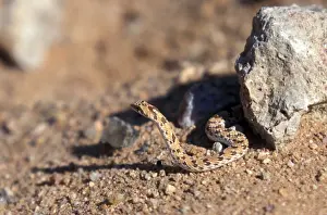 Dwarf Beaked Snake (Dipsina multimaailata) Namibia