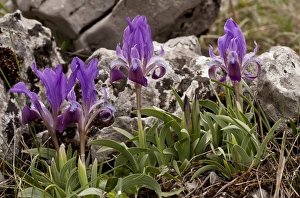Iridaceae Prints: Dwarf Bearded Iris (Iris attica) flowering, Mount Parnassus, Greece, April
