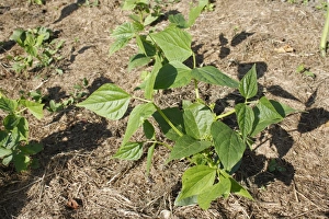 Dwarf French Bean (Phaseolus vulgaris) Safari, growing in garden vegatable plot, Bacton, Suffolk, England, july