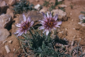 Dwarf Goatsbeard (Tragopogon collinum) Jordan
