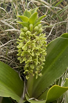 South Africa Prints: Dwarf Pineapple Lily (Eucomis humilis) flowering