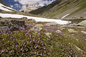 Primulaceae Prints: Dwarf Snowbell (Soldanella pusilla) flowering mass