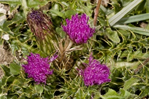 Thistle Prints: Dwarf Thistle (Cirsium acaule) close-up of flowers