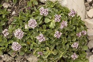 Dolomite Prints: Dwarf Valerian (Valeriana supina) flowering