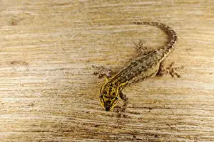 Gecko Prints: Dwarf Yellow-headed Gecko (Lygodactylus luteopicturatus) adult