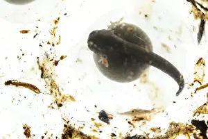 Dyeing Poison Dart Frog (Dendrobates tinctorius) developing tadpole inside egg capsule (captive)