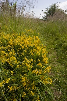 Fabaceae Prints: Dyer's Greenweed (Genista tinctoria) flowering, Arcot, Northumberland, England, july