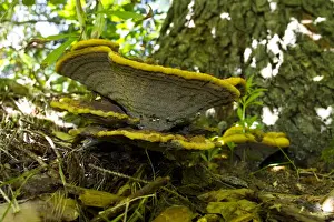 Coniferous Prints: Dyers Mazegill (Phaeolus schweinitzii) fruiting bodies