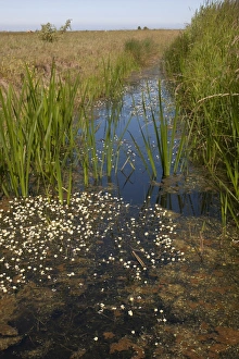 Dyke Prints: Dyke with aquatic vegetation in wetland habitat