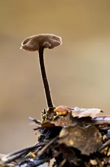 Cone Prints: Ear-pick Fungus (Auriscalpium vulgare) fruiting body