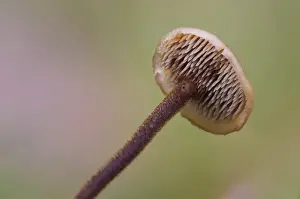 Ear-pick Fungus (Auriscalpium vulgare) fruiting body, close-up of cap underside showing teeth, Clumber Park