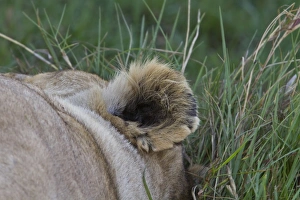 Panthera Prints: Ear of resting female african lion