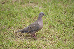 Eared Dove (Zenaida auriculata) adult, standing on grass, Tobago, Trinidad and Tobago, September